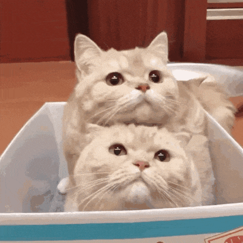 左看看右看看。但仿佛还是没看明白