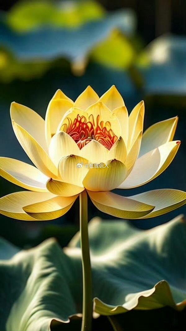 金莲花开 好运自来 ​ ​​​
