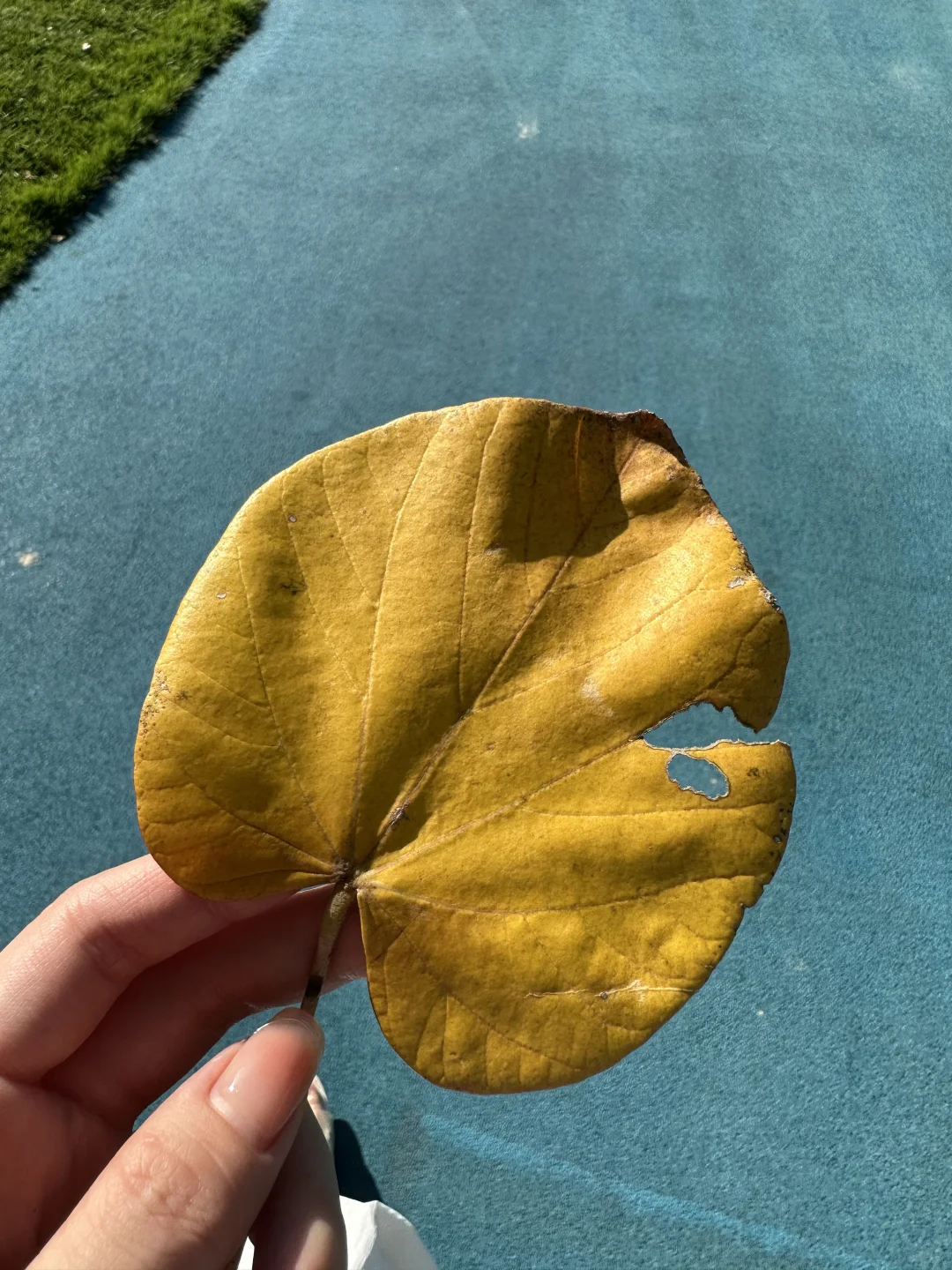 风里已经开始有了秋天的味道