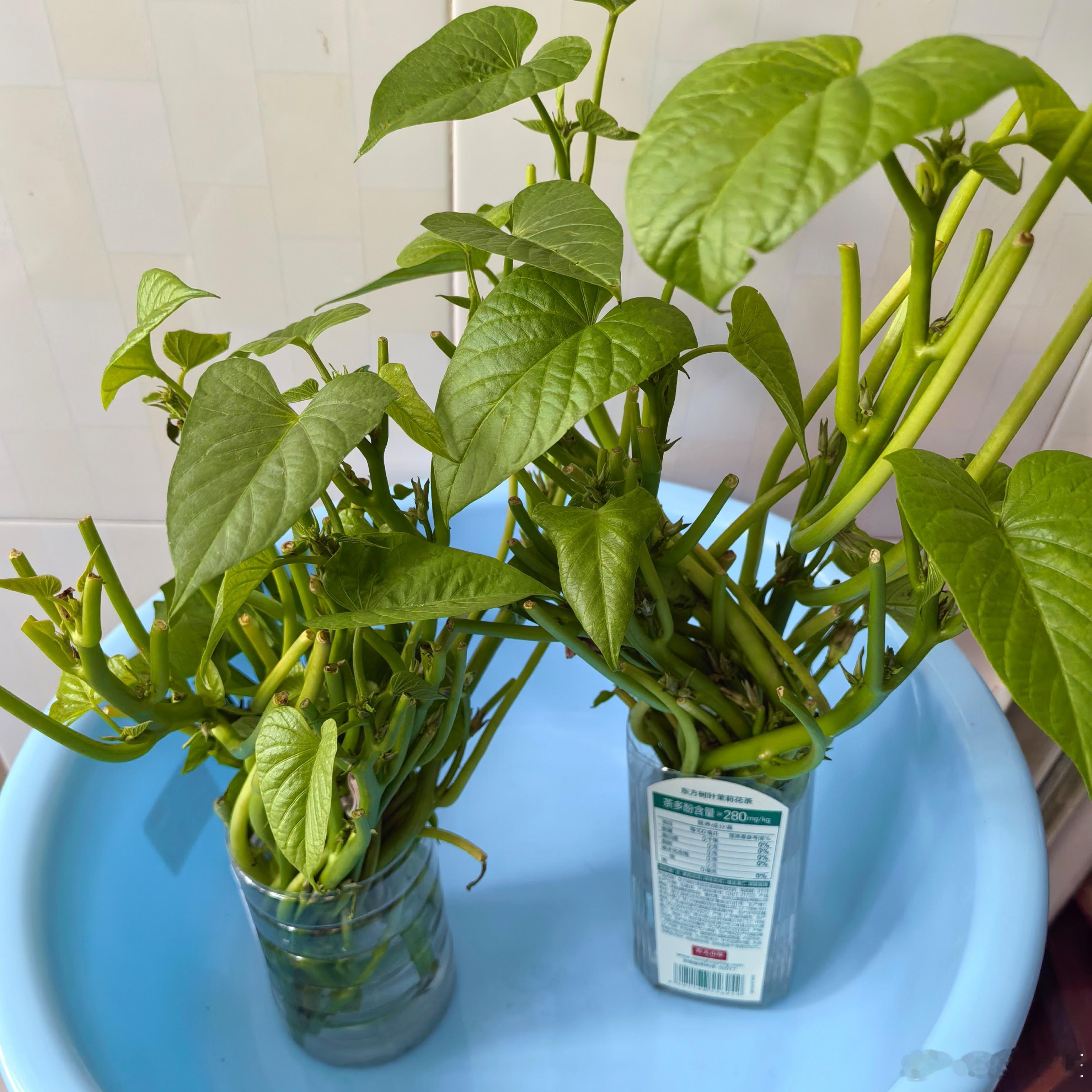 自从发现地瓜叶开花很美，虽然也只有一朵，但却是意外之喜，最后就把有花骨朵的都养起