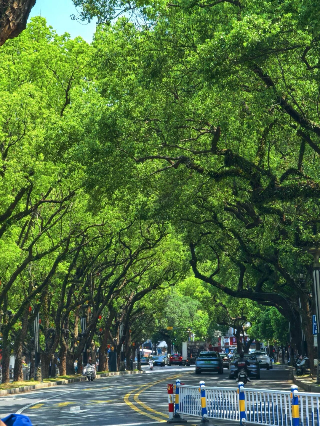 惠州城区散步指南｜走几步就被春天治好了🍃