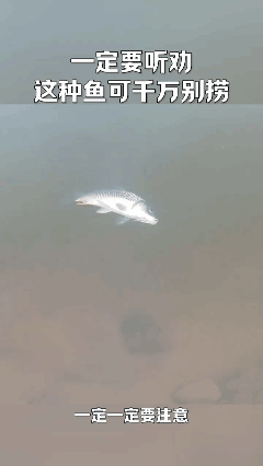 天暖和了，一定要听劝，这种鱼🐟你千万不要去捞！[泣不成声]
...
