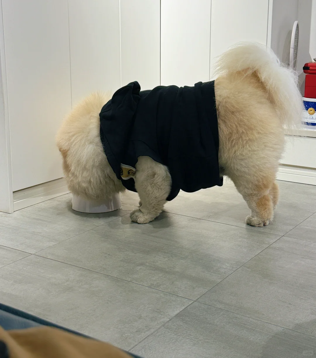 家有大头狗🐶