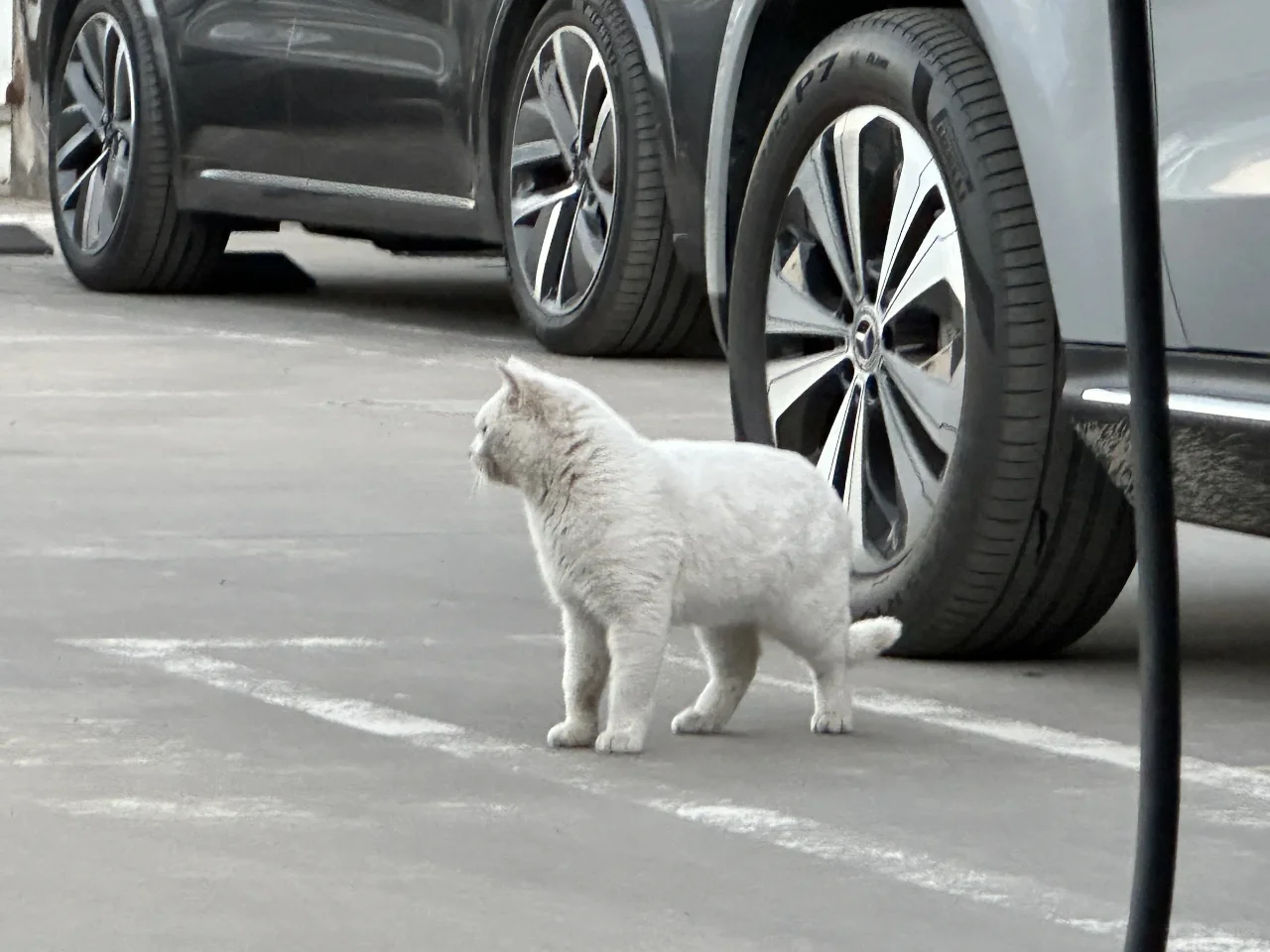 白猫巡场[色色R]﻿二手车﻿ ﻿小猫﻿ ﻿猫咪﻿ ﻿