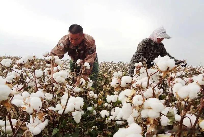 大家好我是江南，2021年新棉花已经下来，并且已经加工制作成千层棉花被，等了一年