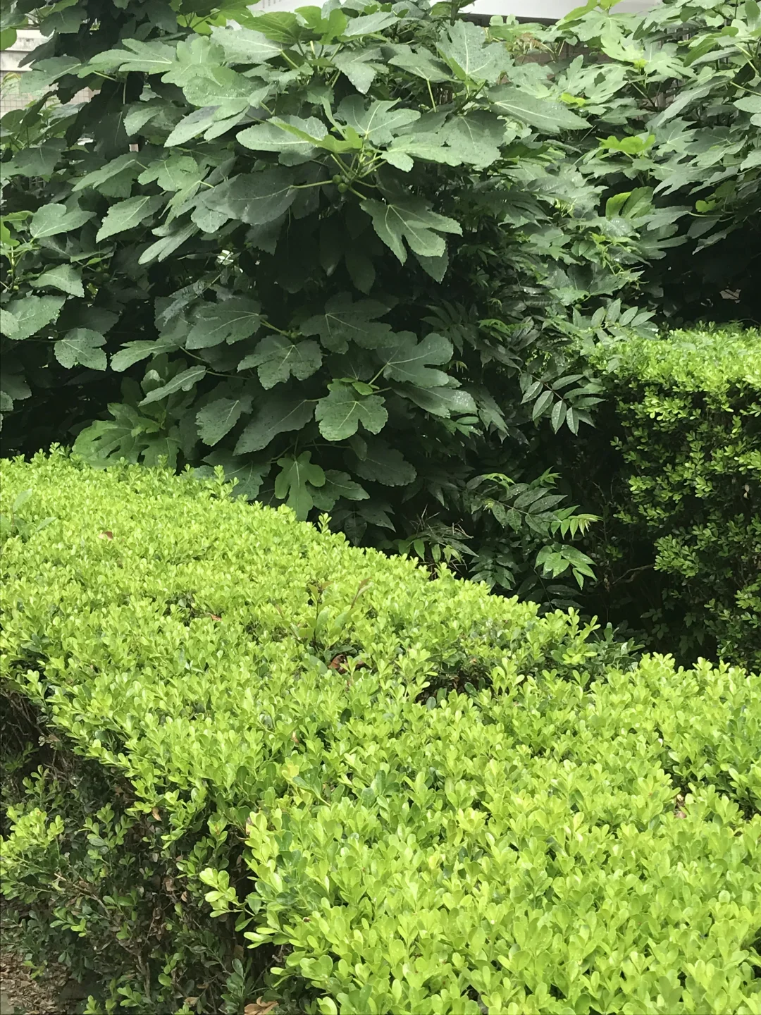 绿绿的真好看呀～