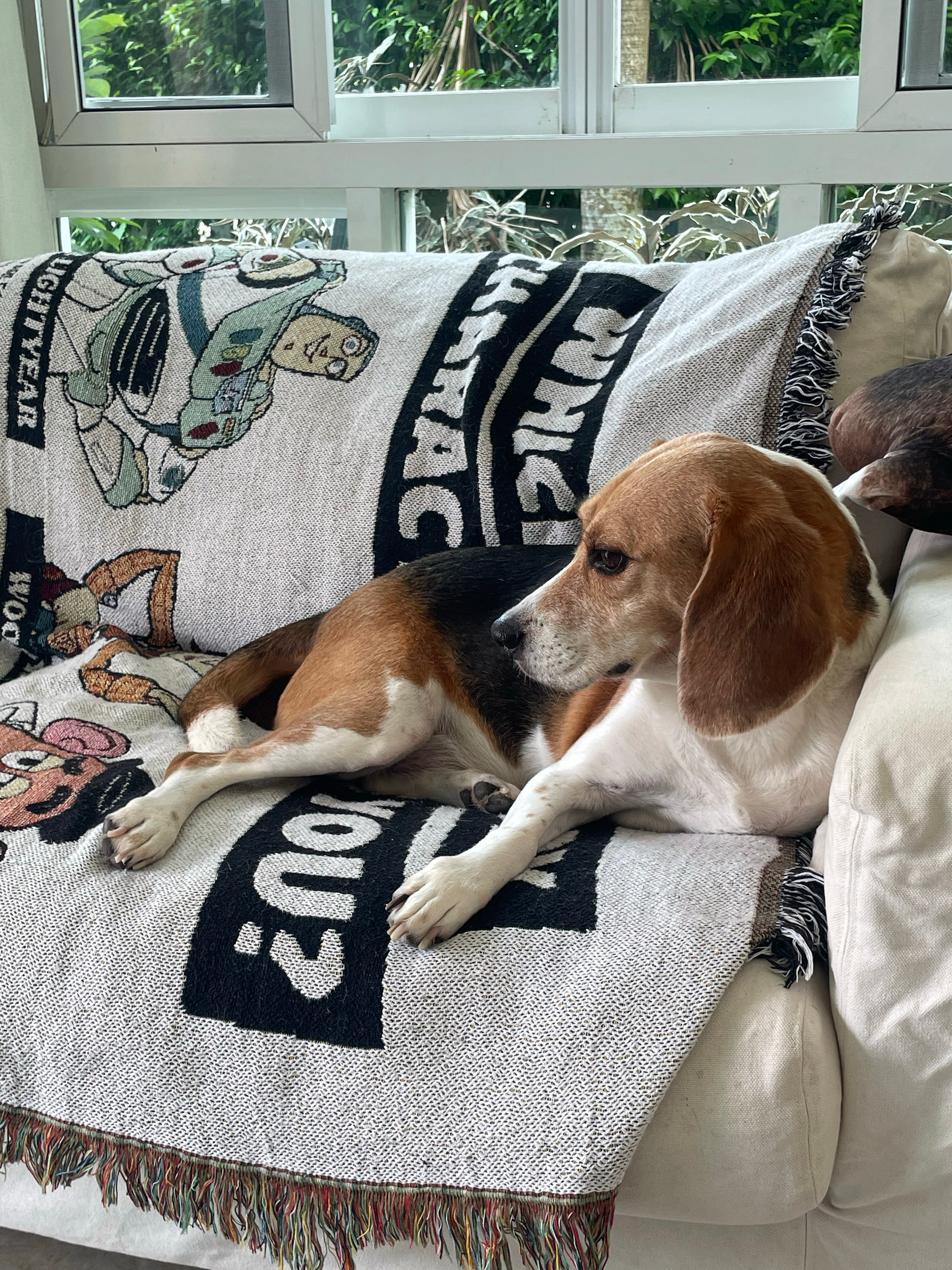 实验犬。。。一条腿。。。含泪。。。一块钱。。。。