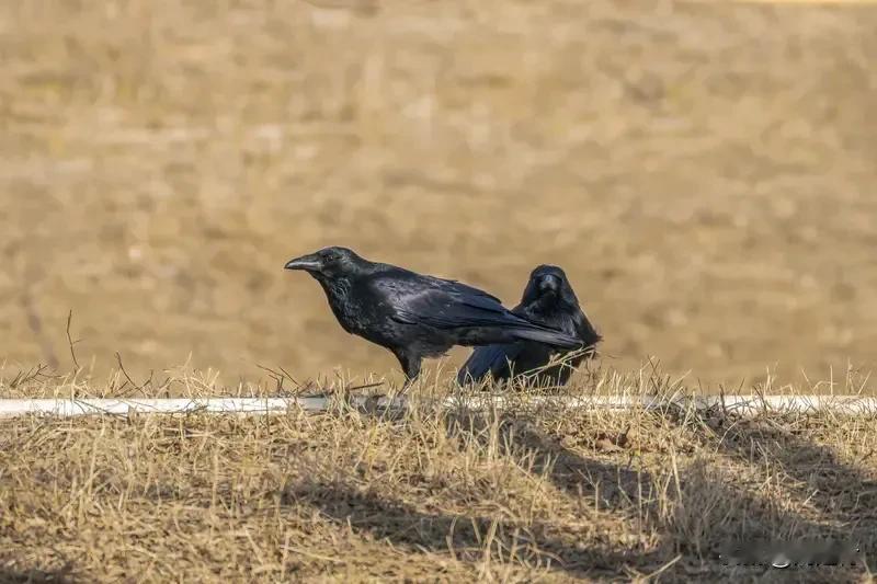 你遇到过有灵性的动物吗 你遇到过有灵性的动物吗？网上很多人聊“动物的灵性”，这让