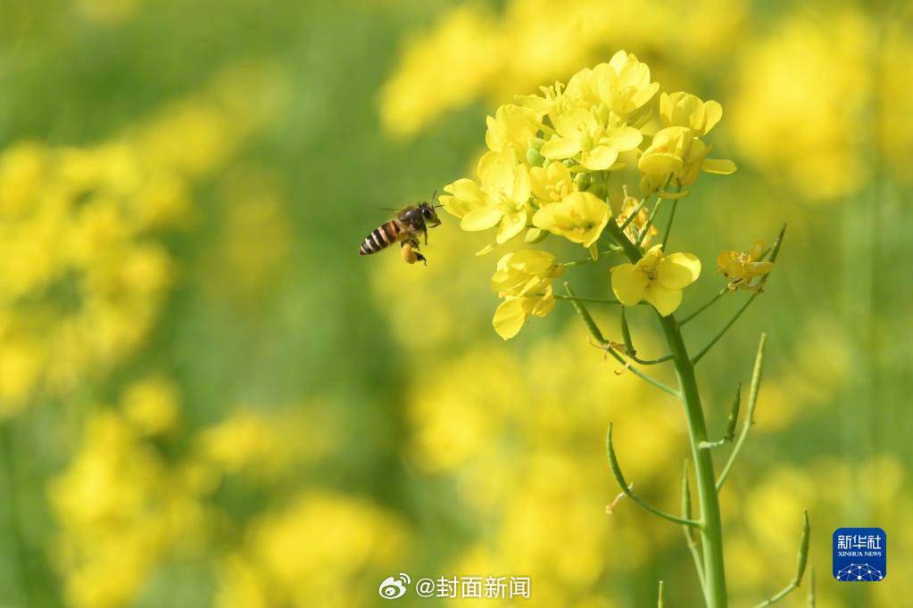 【#地磁暴后新背锅侠出现了# 专家：春季警惕“精神过敏”】不少网友开玩笑称，最近