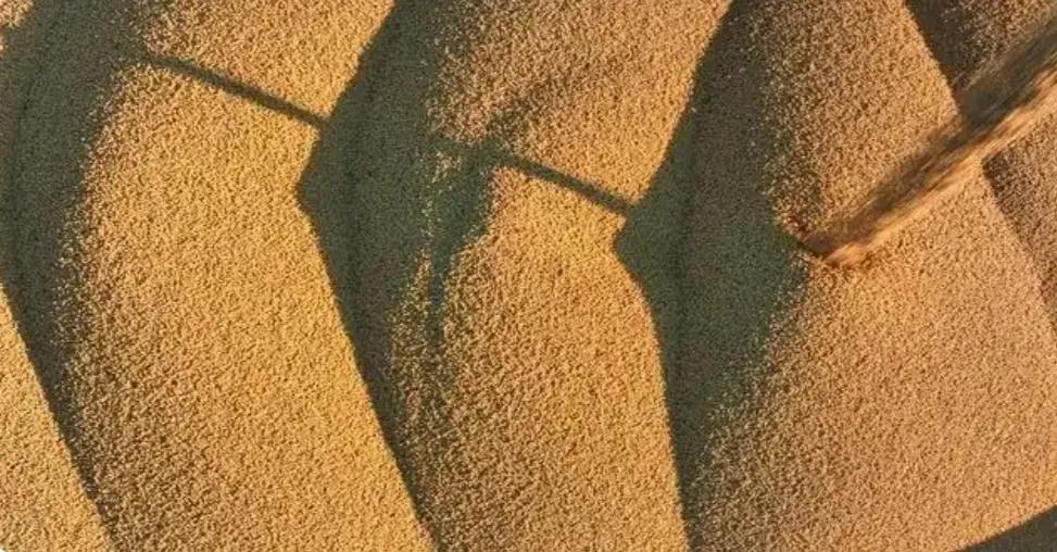 中美贸易缓和“大信号”

据路透社援引两名贸易消息人士透露，中粮此次采购的三批美