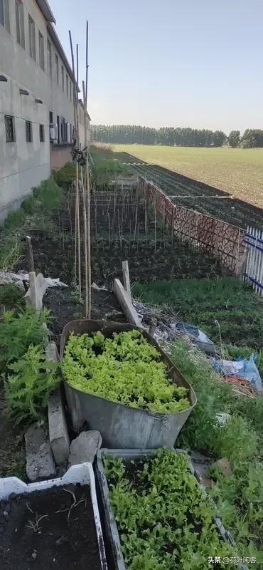 大规模种菜行与不行，取决于是否有销路，如何有销路，有人签订了合同，你的菜有多少要