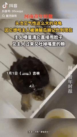 吉林，一女子养了一只乌龟，因它想咬主人被弹脑瓜让它长记性，但是它却记仇了，没想到