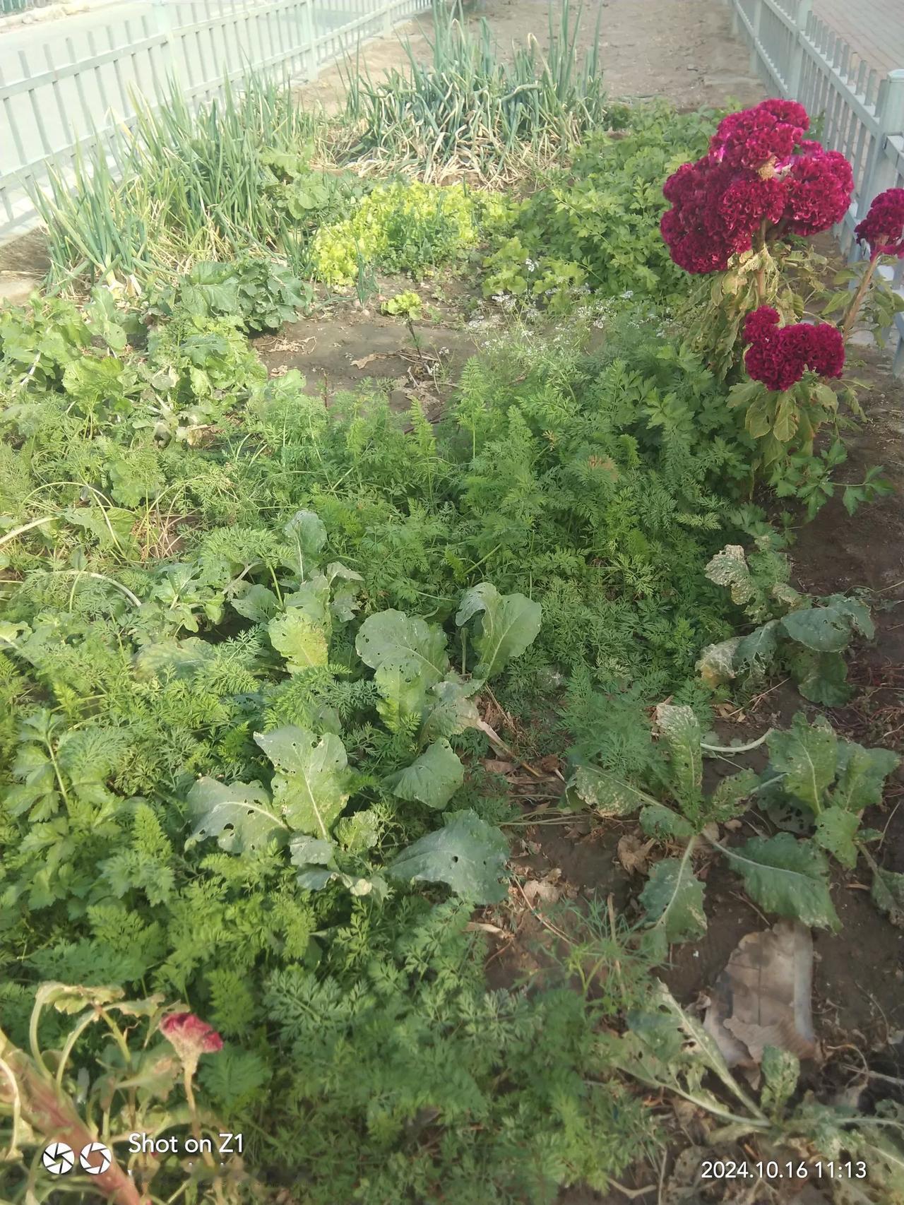 #分享你的小菜园#
我的小菜园里不仅有菜，象辣子呀，芹菜叶，葱呀，胡萝卜呀，芫妥