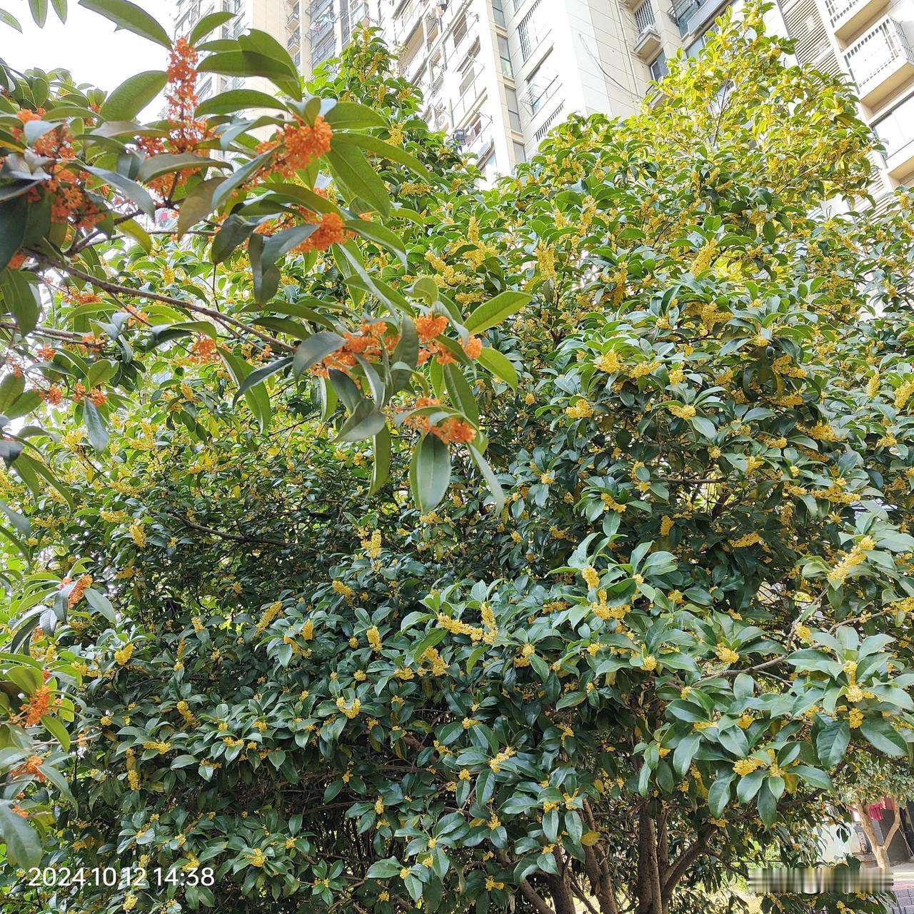 #下联：霜叶红于二月花，诚邀上联#
头条这个二十四节气活动，也越来越敷衍了。
这