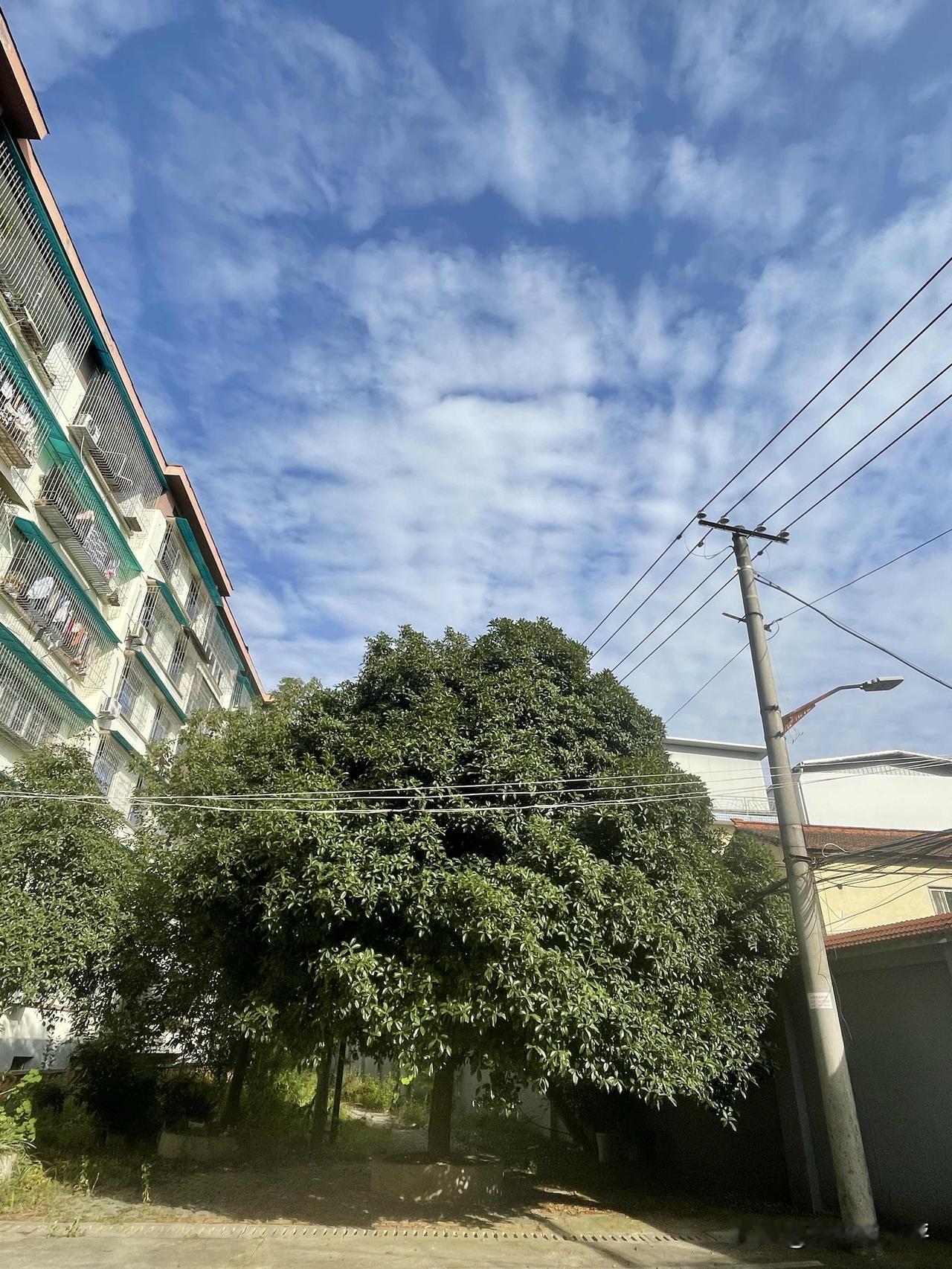 阳光下的天空，蓝天和白云搭配地正好，绿树也格外翠绿。