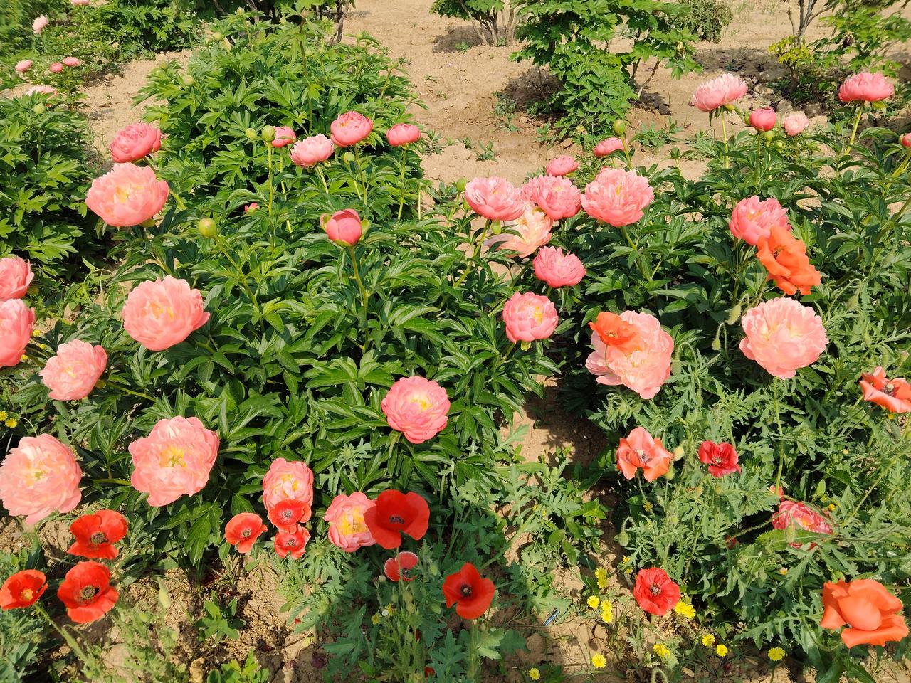 “唯有牡丹真国色，花开时节动京城。”

这是我拍的菏泽牡丹。