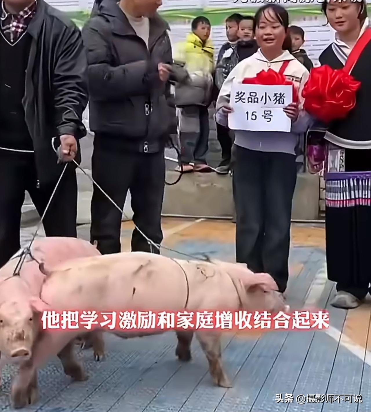 学生表现好就直接奖励一头猪，这操作我得点赞！这两天好好读书就奖励小猪的报道火了，