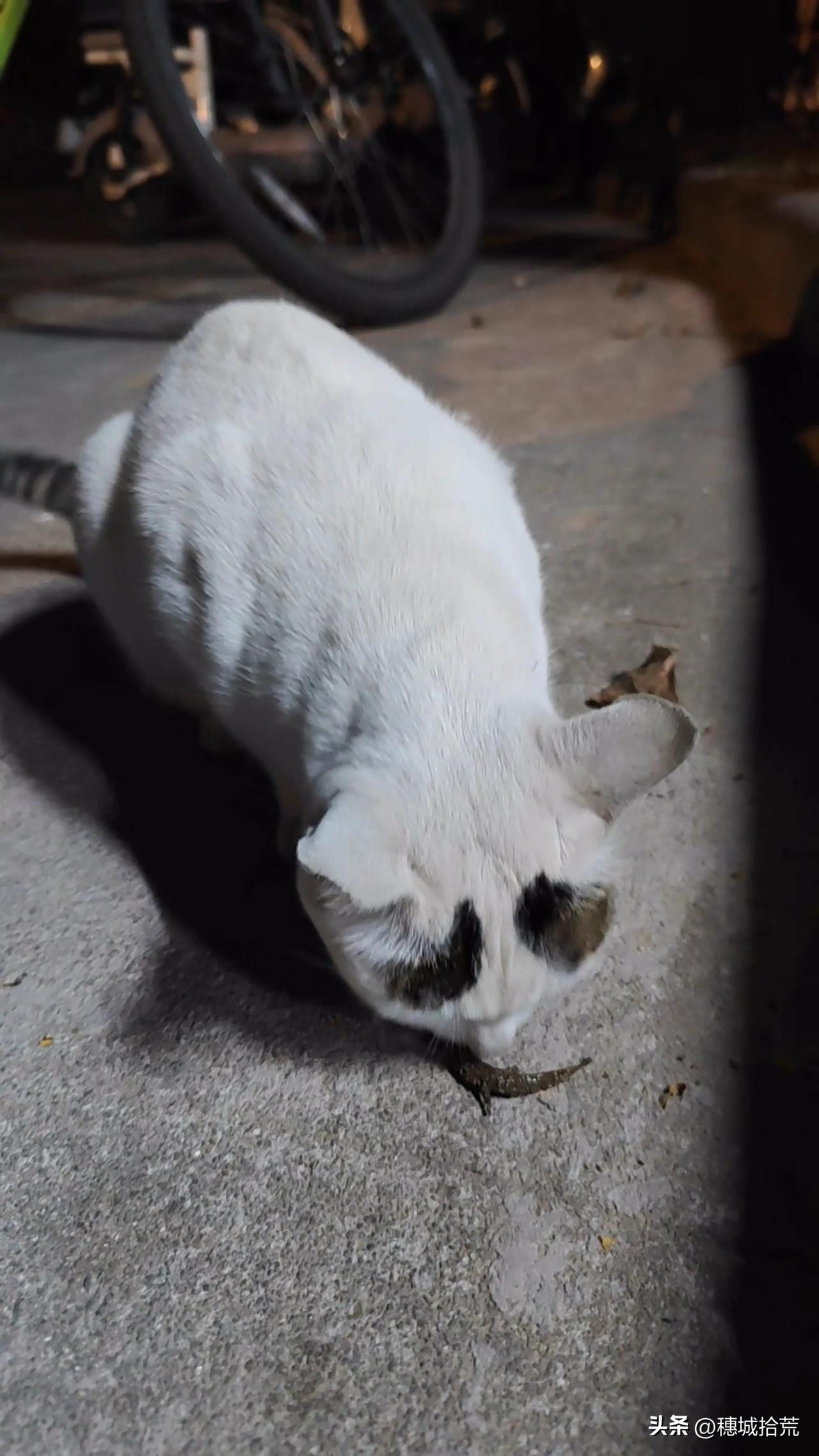 这只被我家大哥称为“小八”的猫，头上长了两堆灰色的毛，像用毛笔在额头写了一个大大