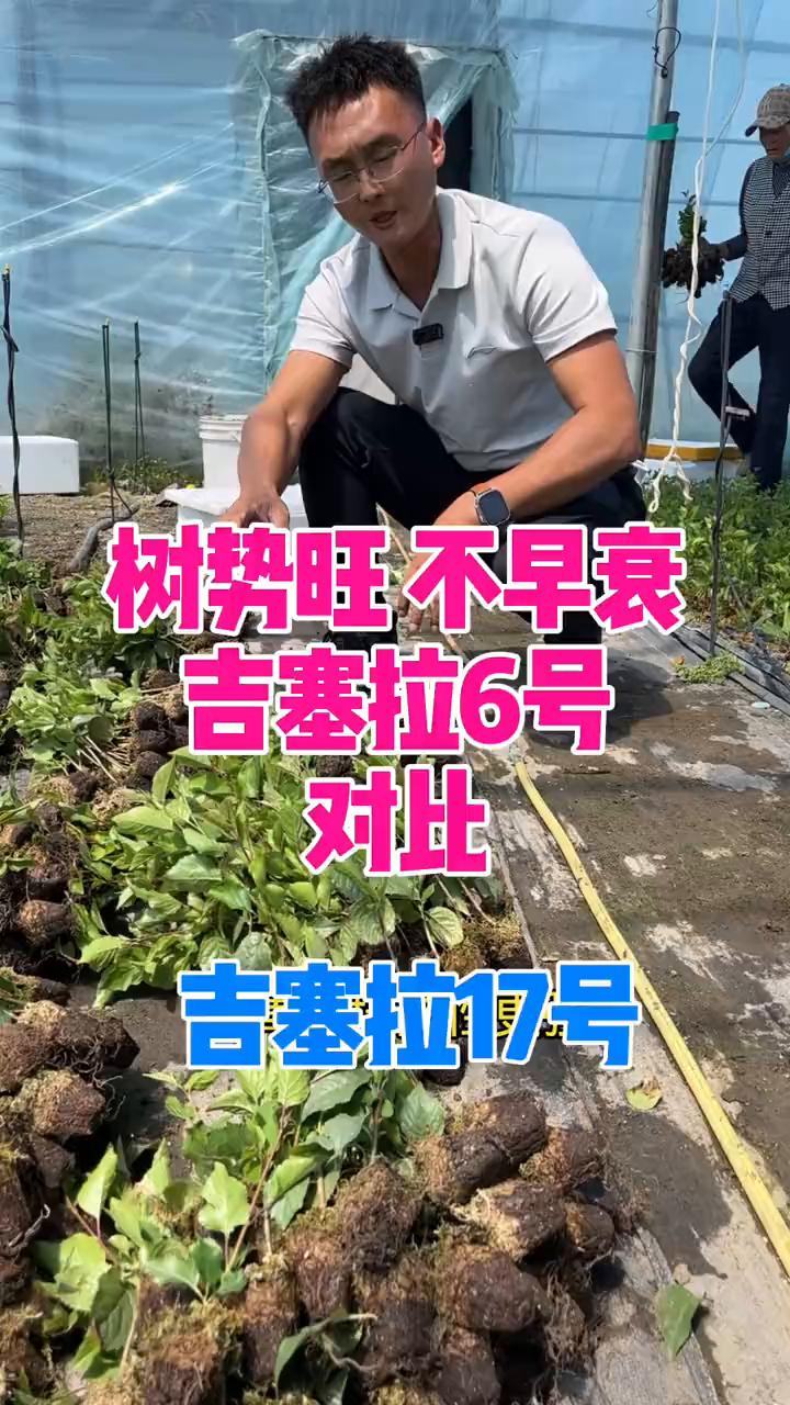 吉特拉六号嫁接大樱桃虽然结果早，但是整体来说树是有早衰的现象。这个是赌培的吉特拉