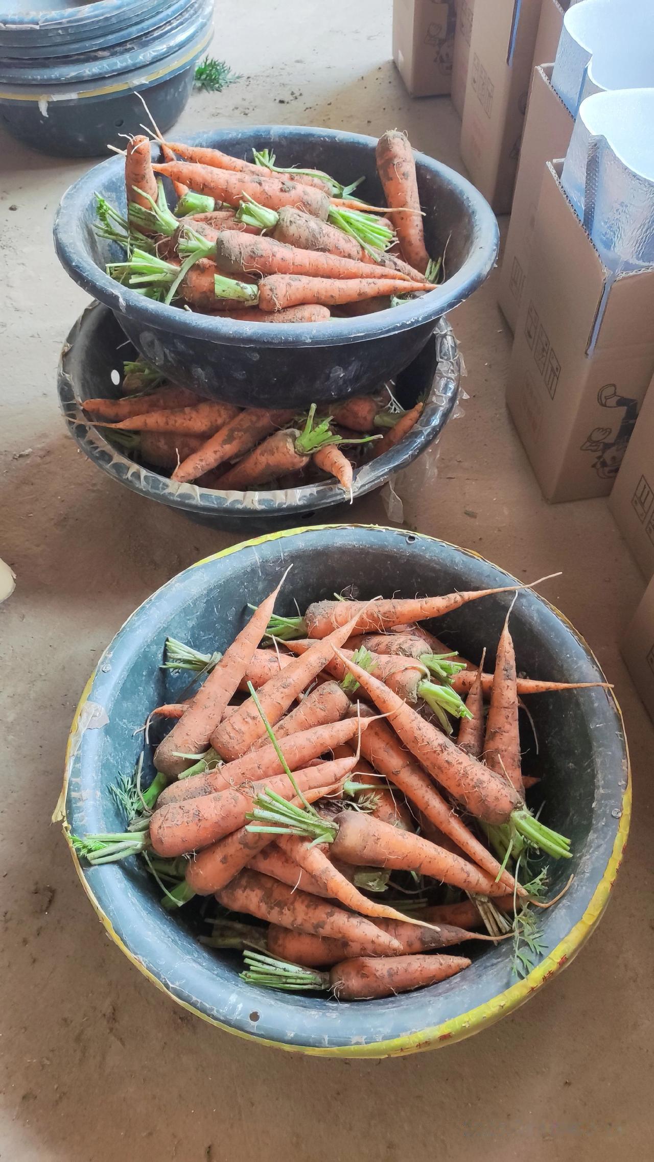 现挖新鲜老品种胡萝卜