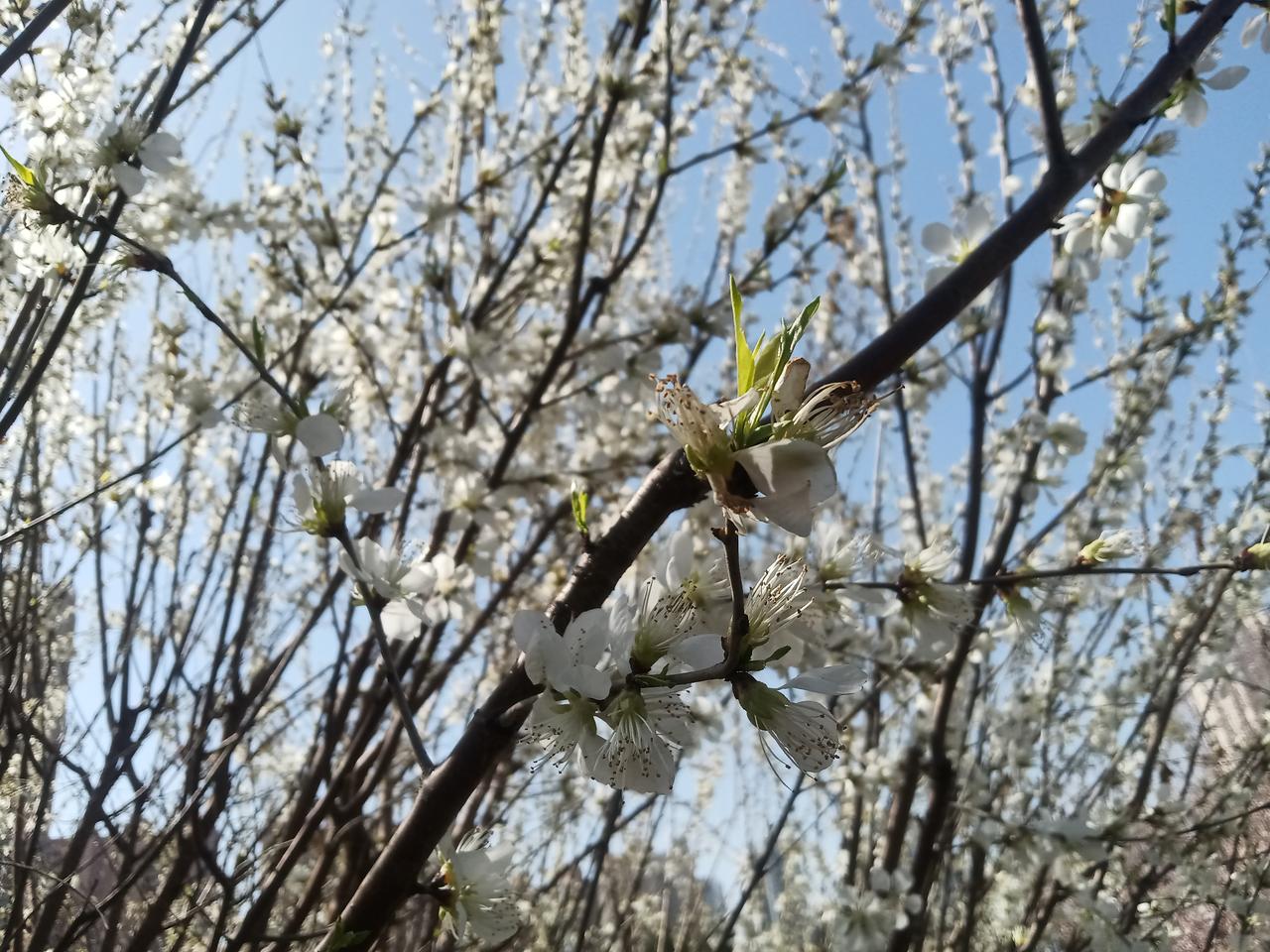 清风徐徐，阳光和煦，熬过了严寒的冬终于迎来了春的生机。出门漫步，看着绿意盎然的大