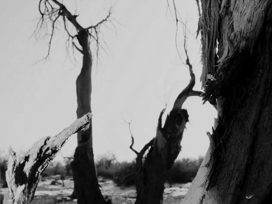 云南那地方，放盅婆最毒，高额头，尖下巴，凹眼。长指甲，阴阳怪气，和放盅婆吃饭，当