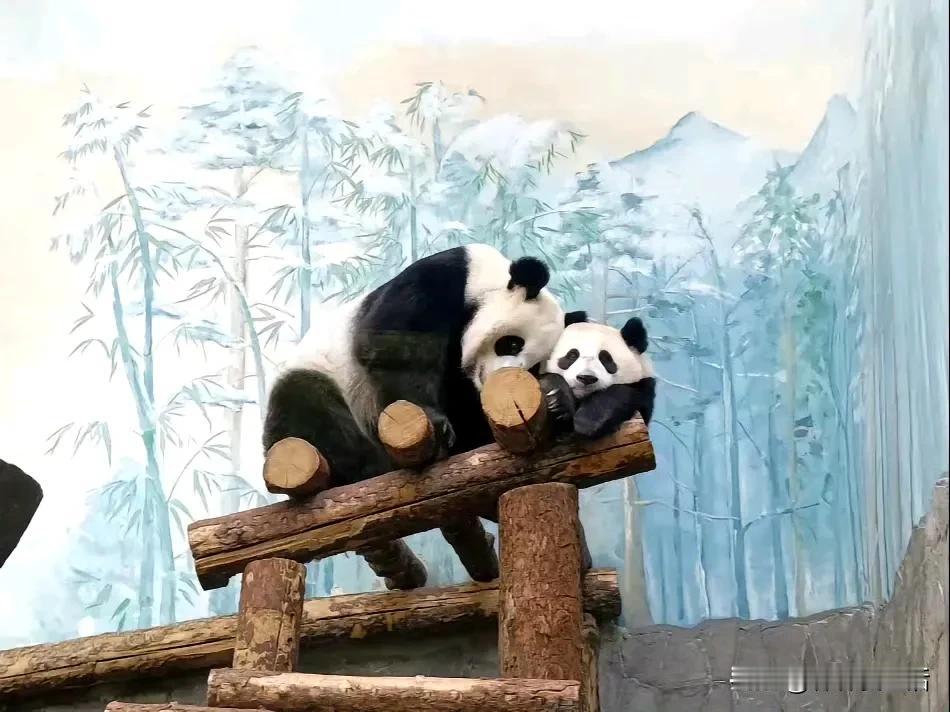 看博主的意思大概就是丁丁很黏卡秋莎，有妈的孩子像块宝，想当初丁丁护的崽子硬是没有