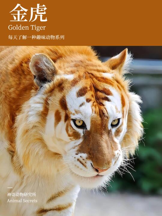 每天了解一种趣味动物👀金虎