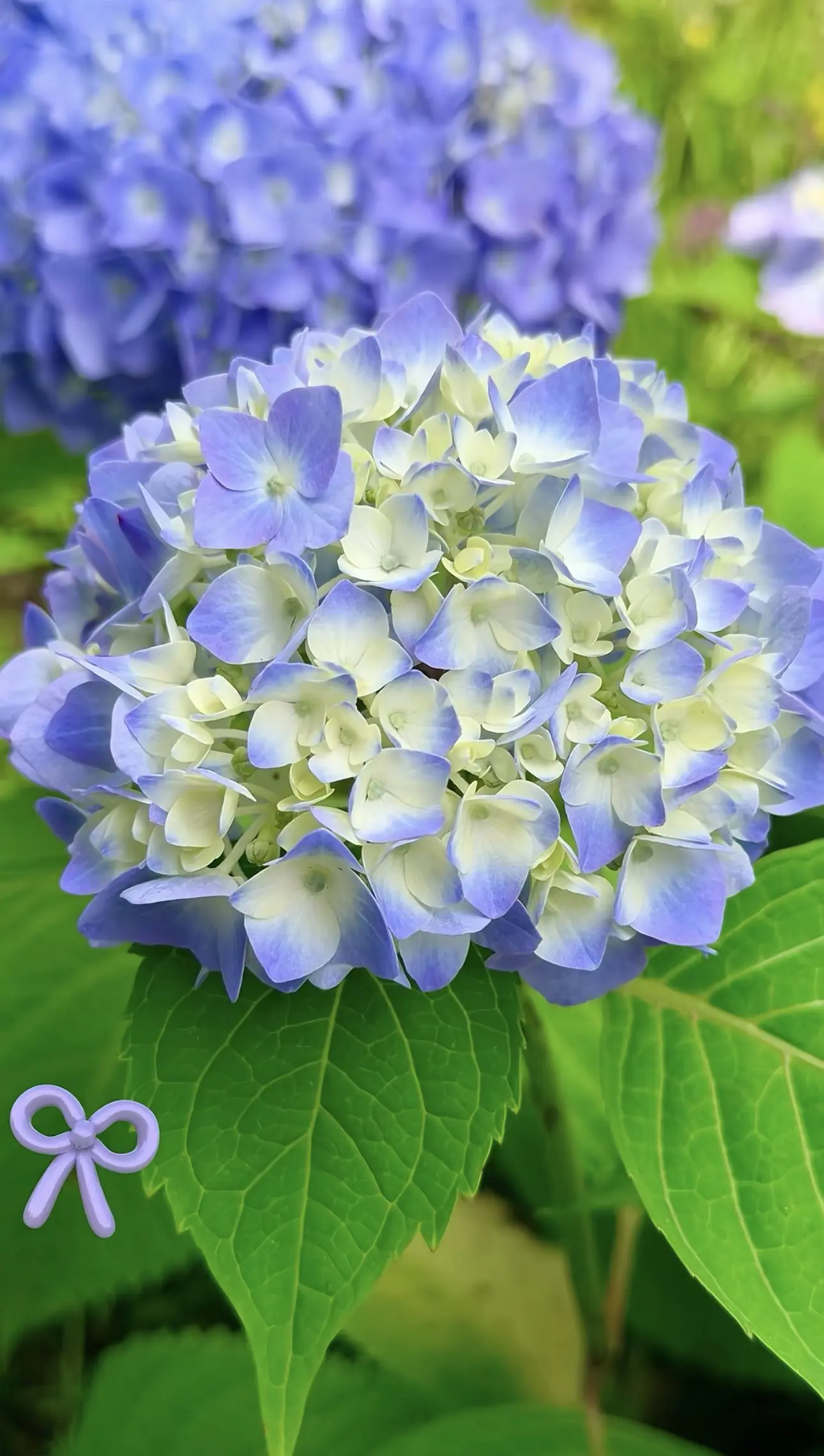 来 pk一下谁的花花最美😏