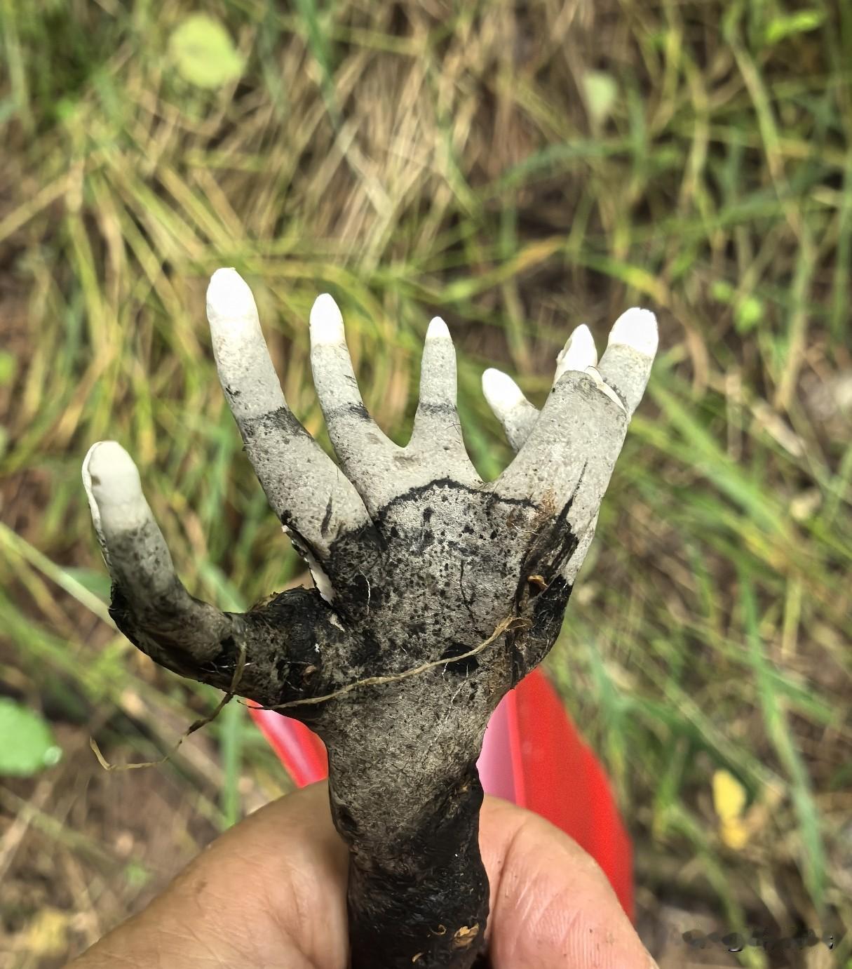 【“死人手指”、“僵尸脚趾”】第一次突然看到这样的菌类植物，令人毛骨悚然。地点: