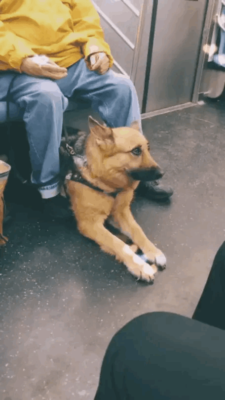 地铁上遇到导盲犬，趴在地上一动不动非常乖，被踩了都不叫一声！