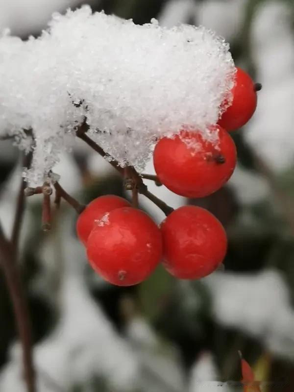 上联:冬来瑞雪千技白
下联:秋去寒风万木枯