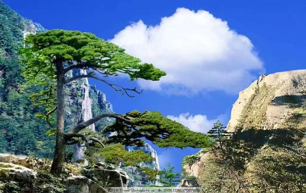 迎客松
晨曦微开暖日升，
迎客屹立石岩中，
风霜雨雪且坚挺，
白云作伴迎黎明。