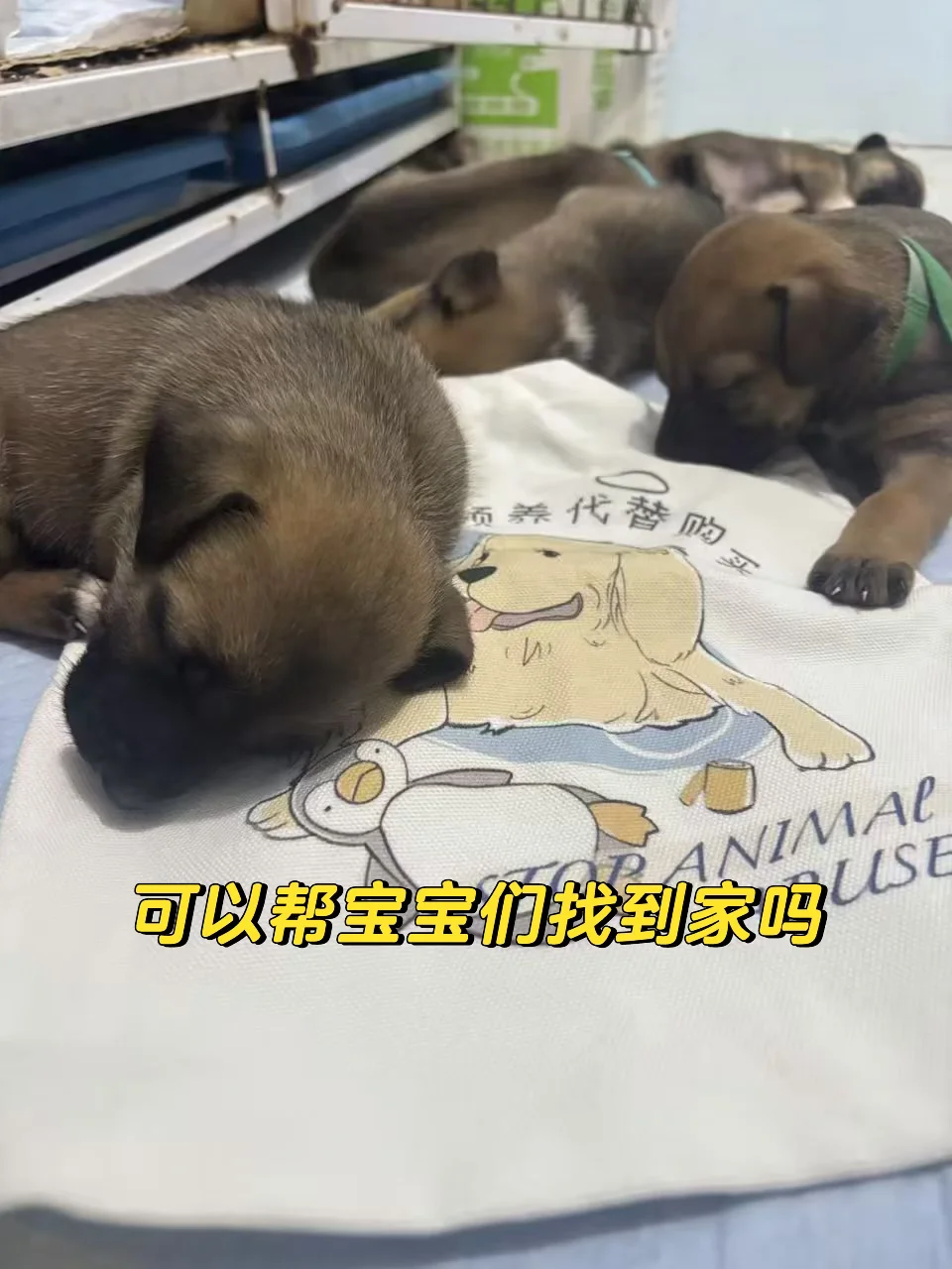 不需要捐款，表情包和关注也可以帮到它们