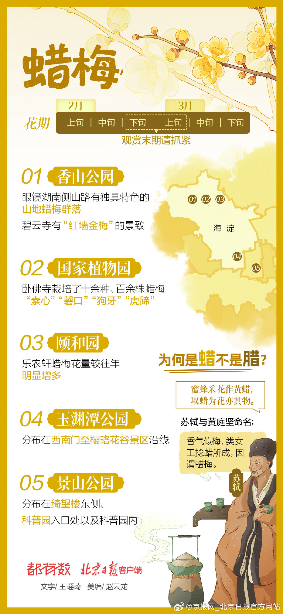 【#北京多彩春花地图#①｜蜡梅、迎春、连翘——春天的第一抹“金黄”来啦！】#北京