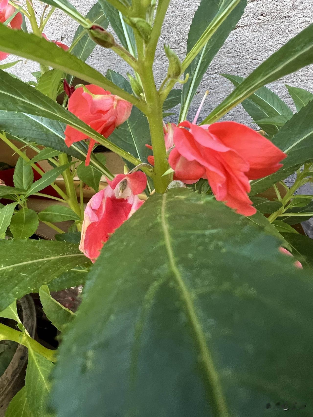 夏日的社区简直是个宝藏地！各个角落都被花草填满，仿佛走进了一个绿色的童话世界。