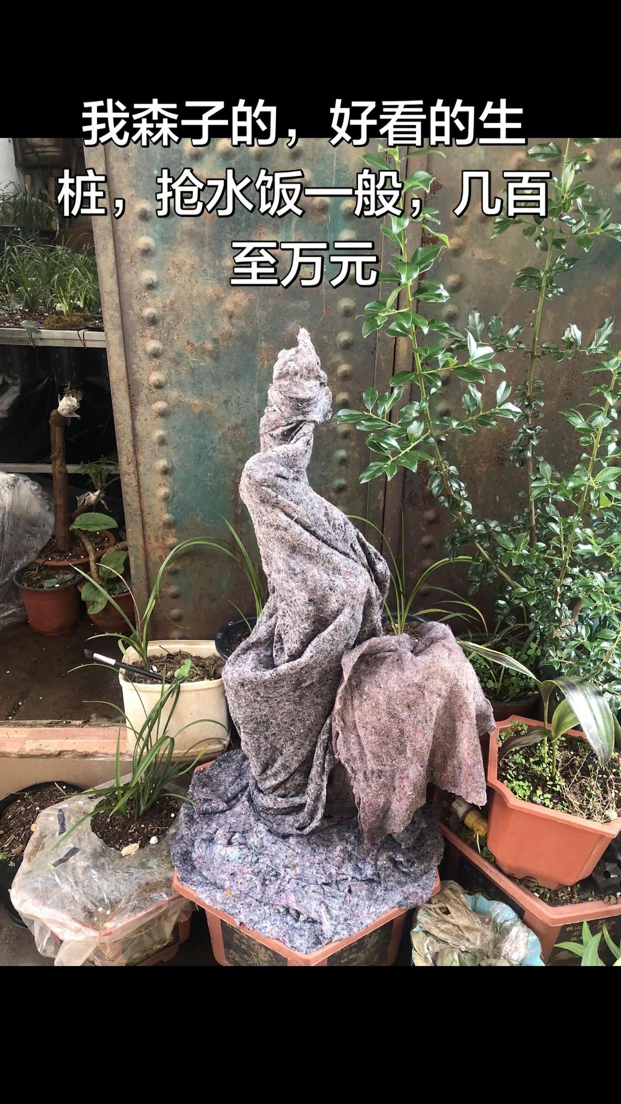 盆景制作。盆景制作 盆景素材