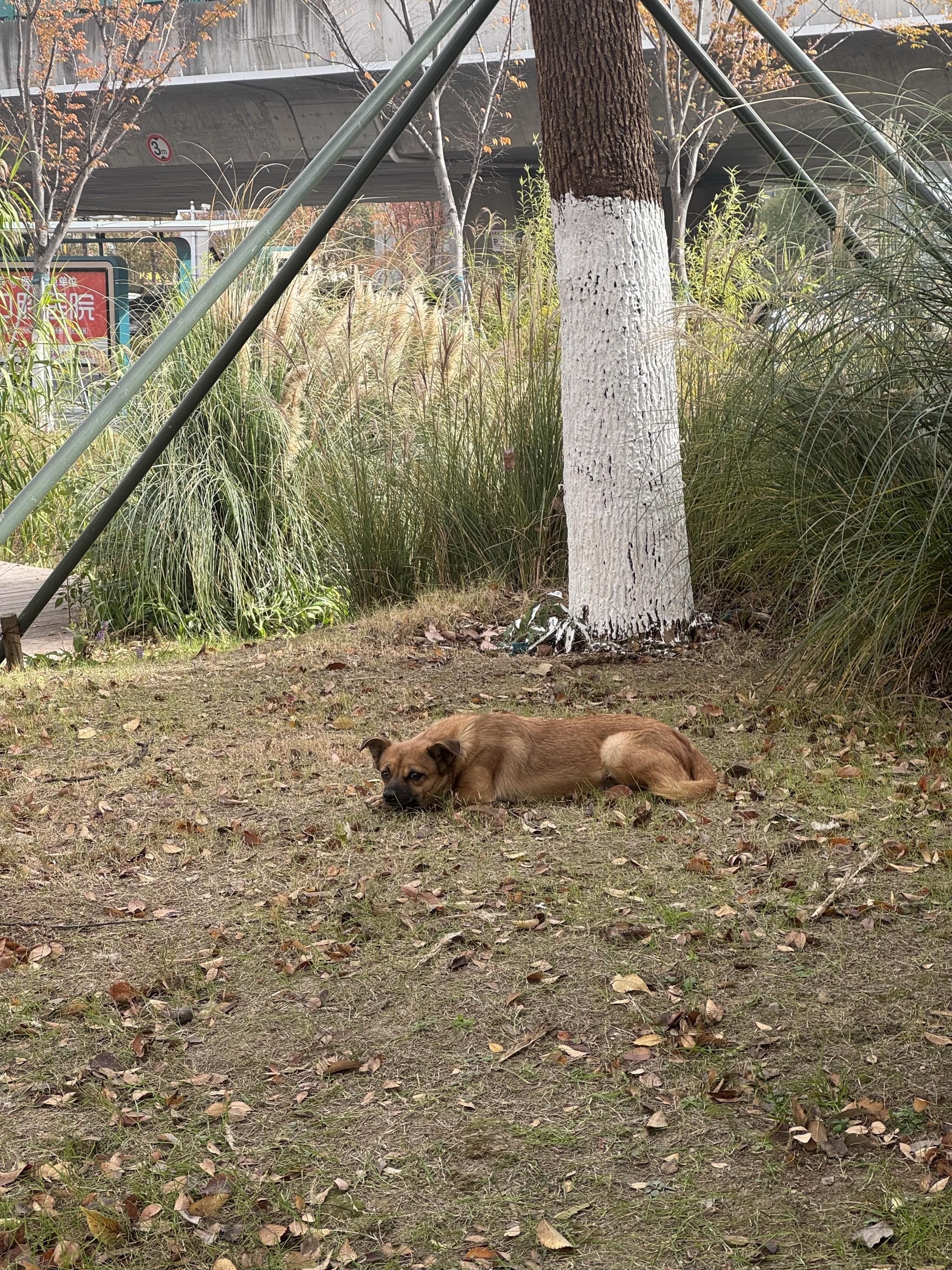 等了两天终于找到他了，瘸腿小狗。他总是形单影只，腿也受伤了， 所以我给...