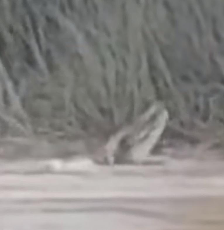 来自印度的消息，4月6日印度边防部队计划在印度和孟加拉边境附近河流里面释放鳄鱼和