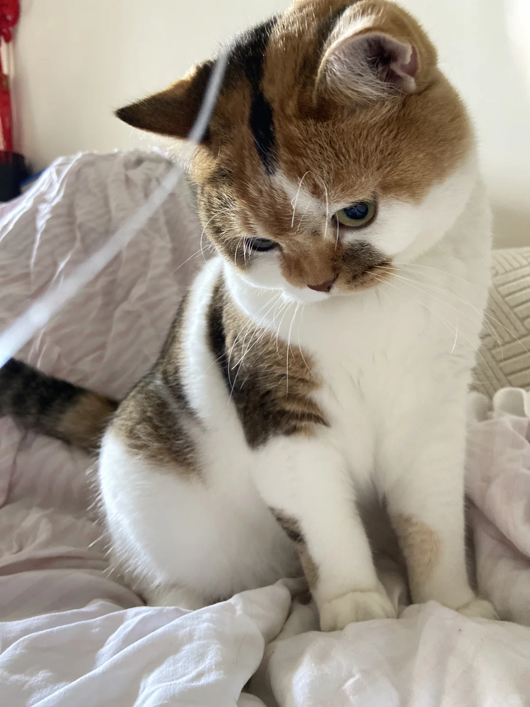 方…方头…猪？