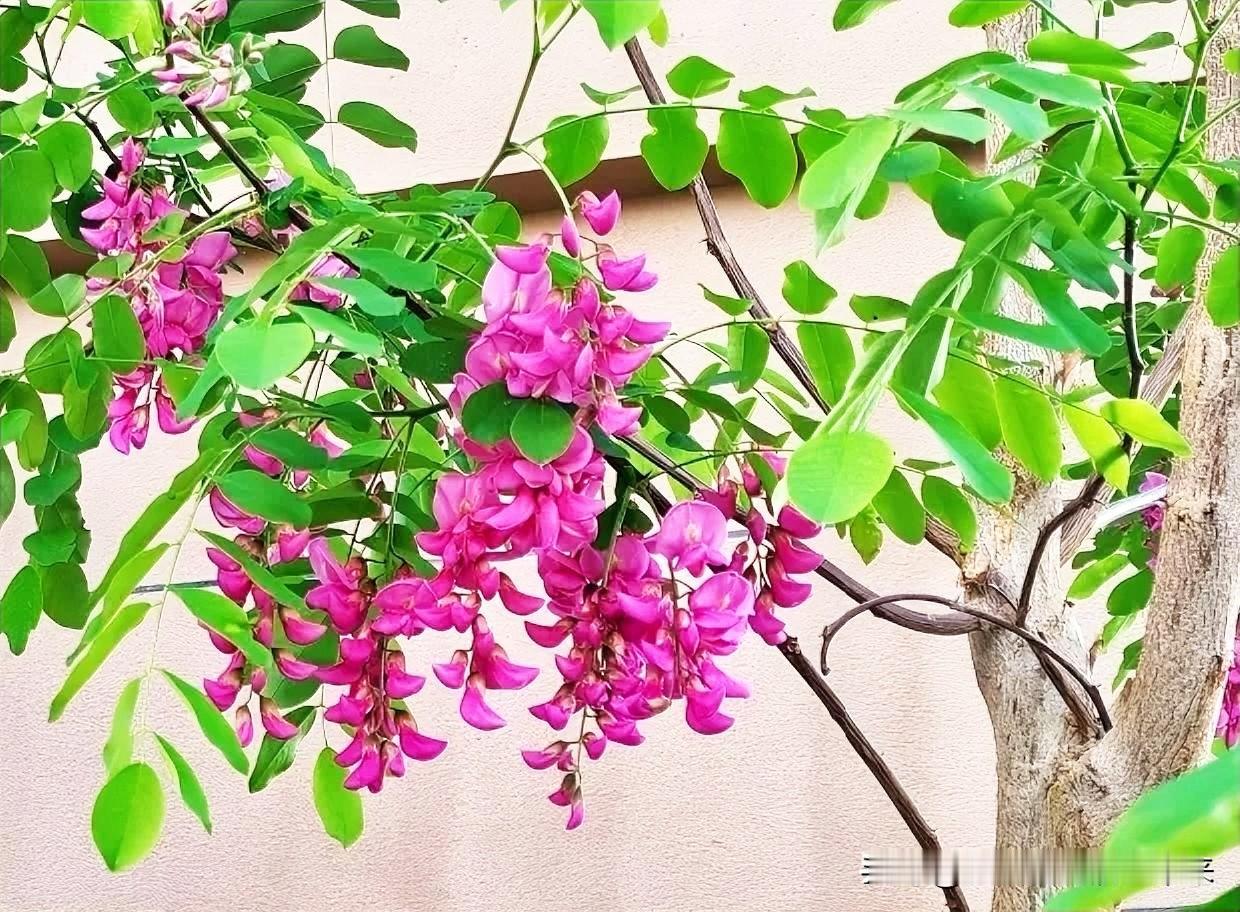 记录我的2026春景