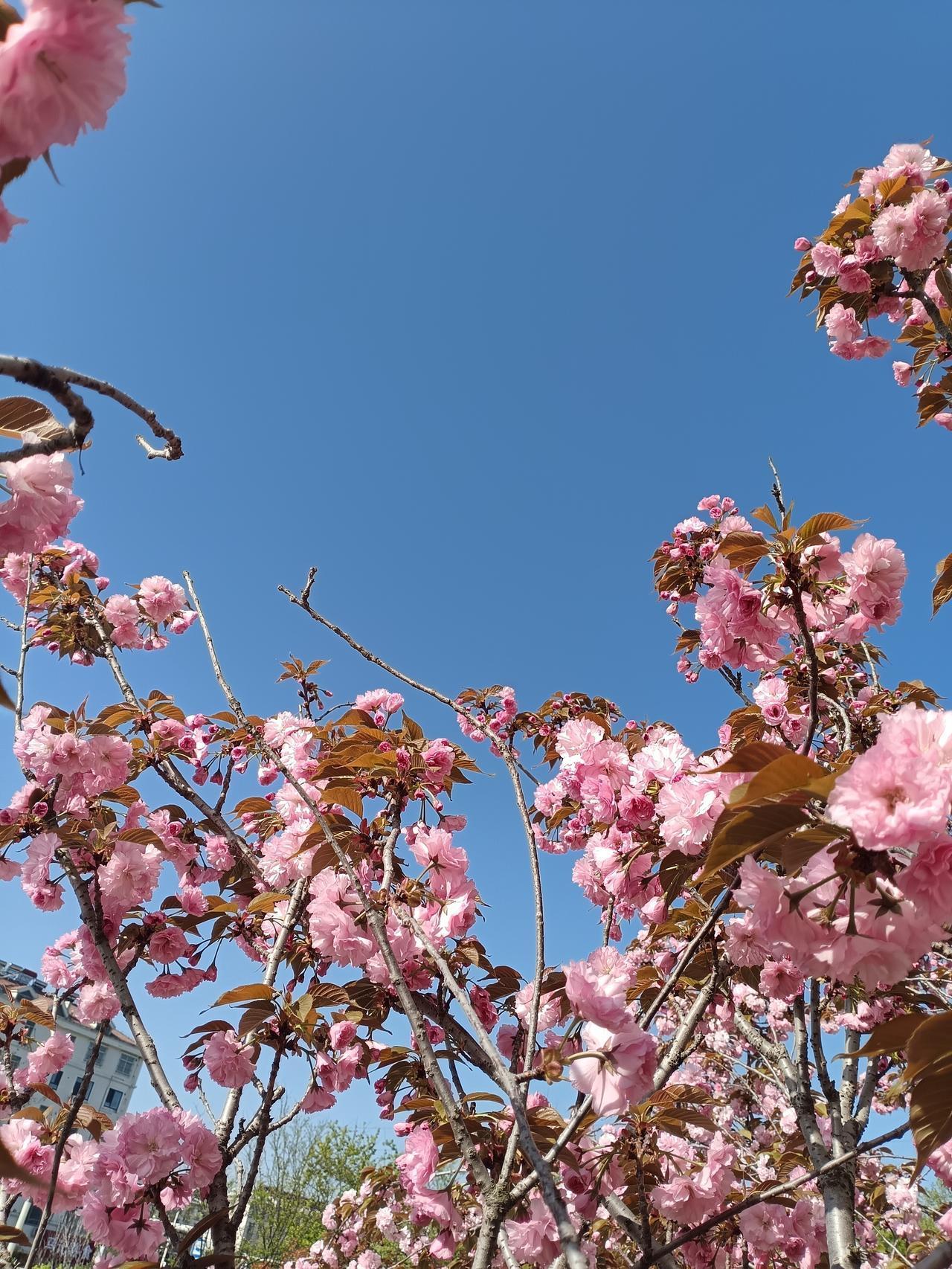澄澈蓝天如洗，粉樱如云霞叠缀枝头，花瓣柔粉、新叶褐红，在晴光里漾着春日的浪漫。