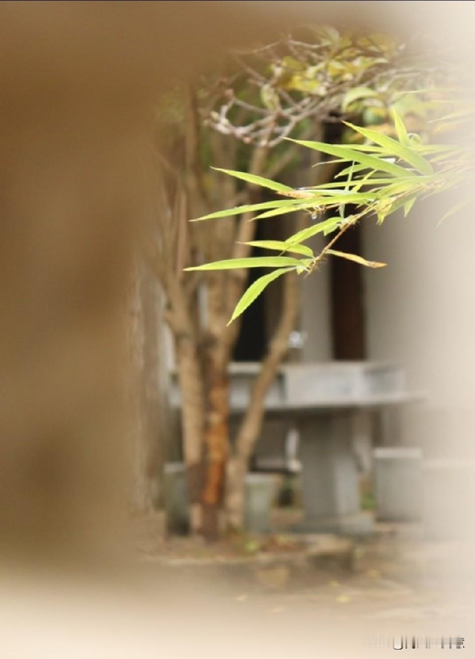 “偏爱会过期”


像春日盛放的花
再娇艳也熬不过秋冬
像夏日的冰镇汽水
上头的