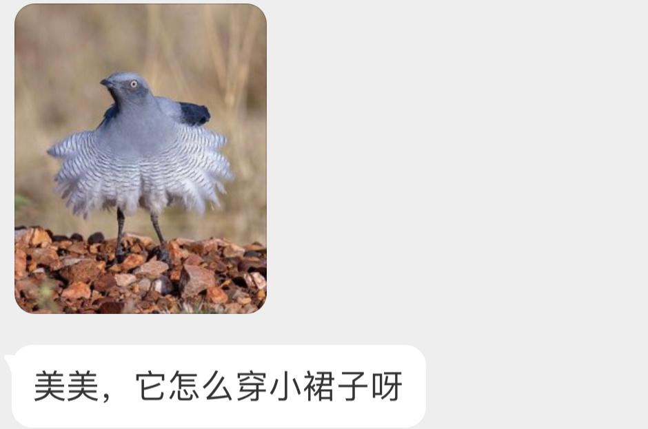 穿小裙子的【细嘴地鹃鵙jú】[开学季] ​​​