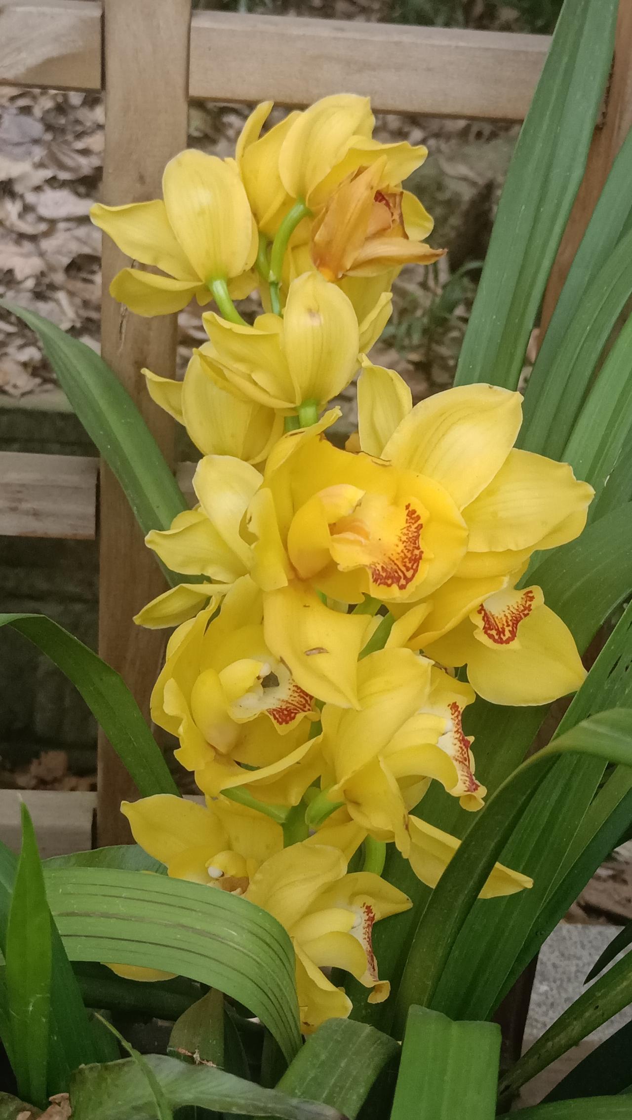它的花语是“热情、痴情、万事如意”，送人或者自养都超级合适！而且它喜欢凉爽的环境