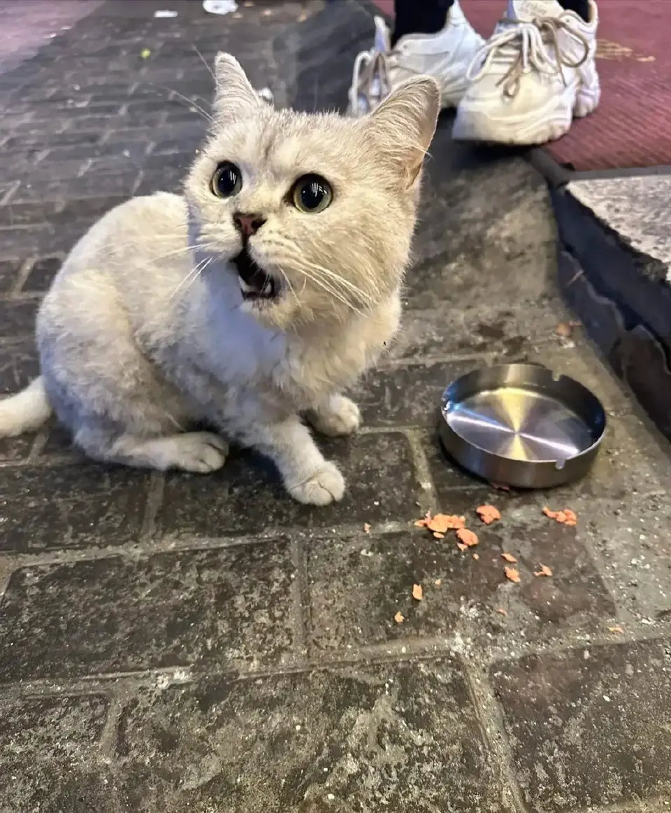 一位小姐姐，她看到一只流浪猫，心生怜悯，她一边喂它，一边用手去摸它道：可怜的小猫
