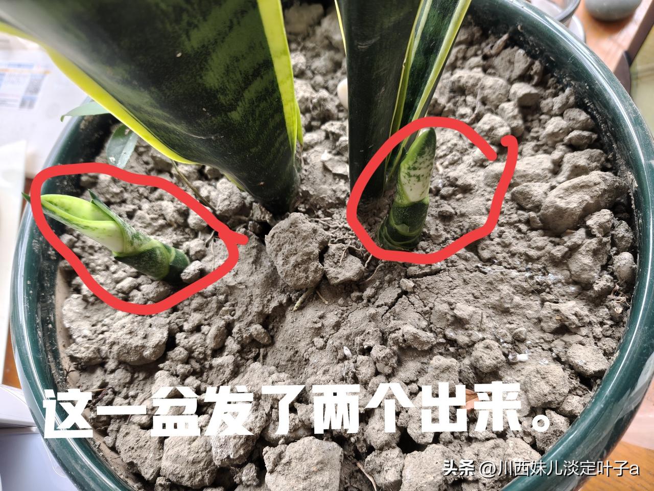雇主家这盆虎皮兰，我已经给他们家养了十几年，也已经分出去好多盆了。
我刚到他们家