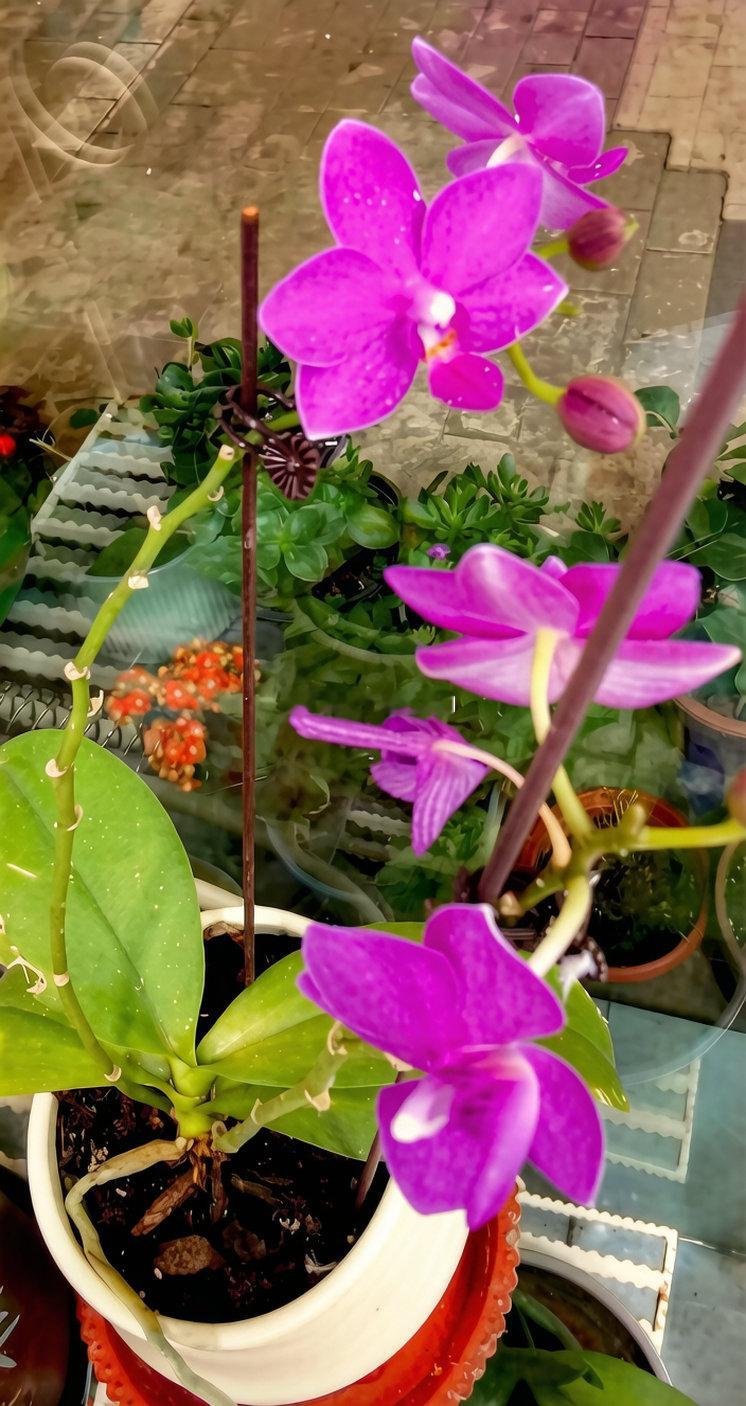 每天分享一个养眼花卉。随拍，我们店里的一盆蝴蝶兰。早安，新的一天！生活手记[超话
