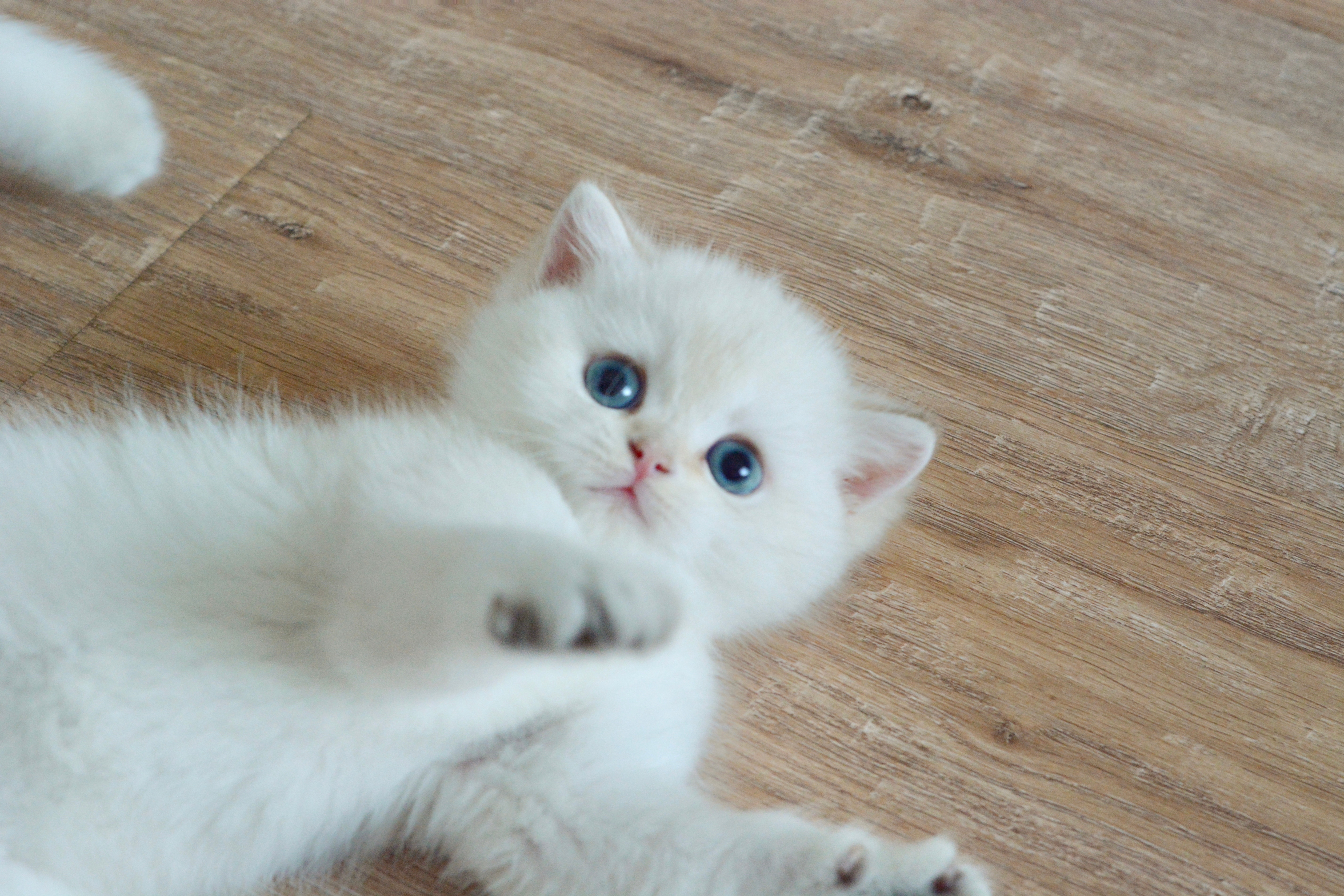 别人耍宝你傻宝😹我们一脸纯真的雪宝小朋友#金点色##英短金点色##英国短毛猫#