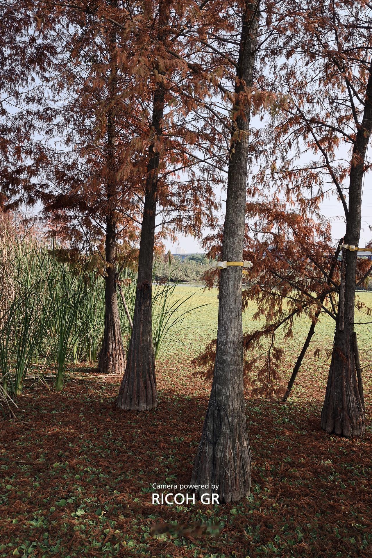 冬日生活打卡季 秋意渐浓，落叶飘零，静谧的公园里，树影婆娑，感受大自然的宁静与美